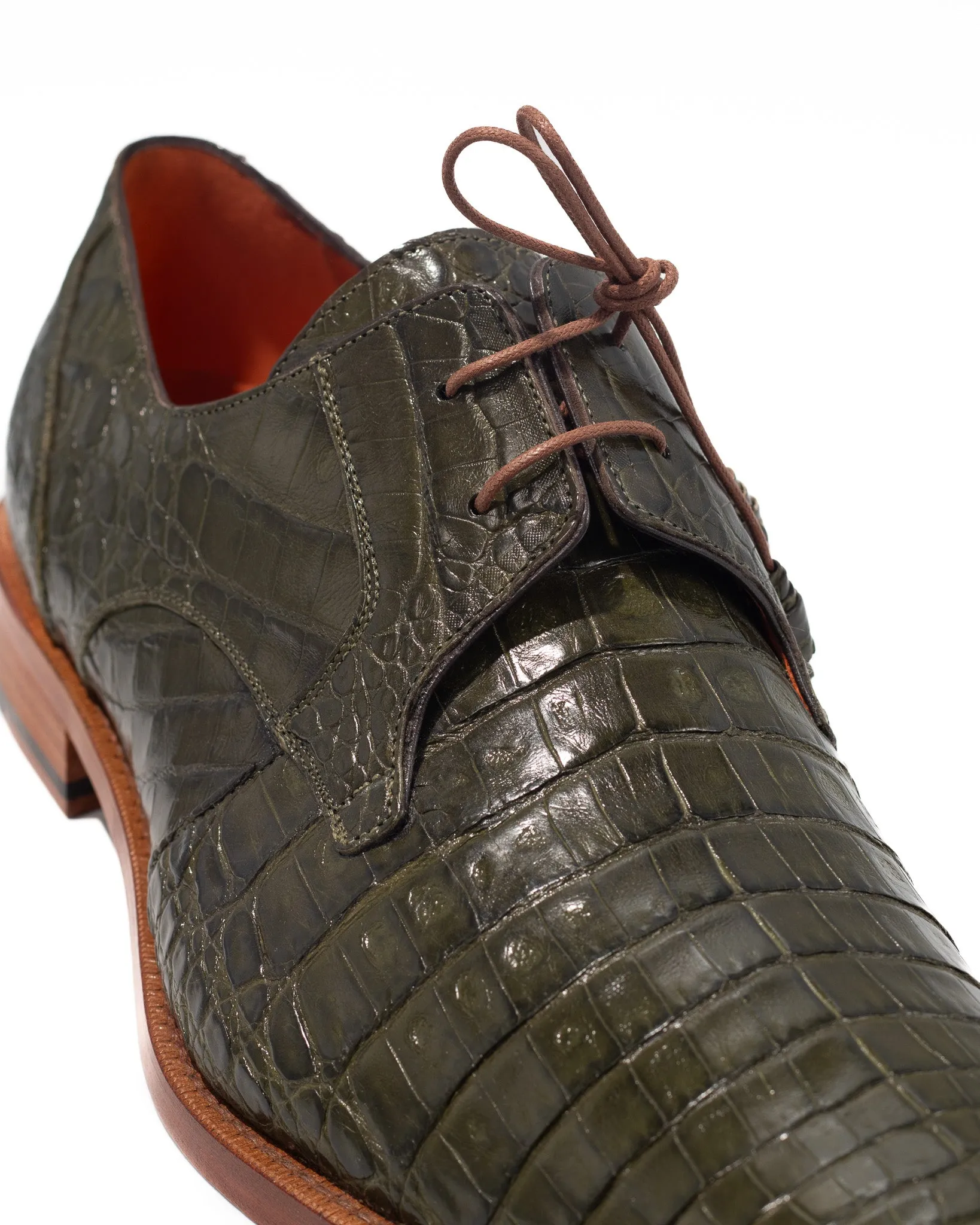 Alligator (Anderson)